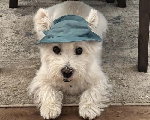 These Aldi Dog Bucket Hats Got Me Obsessed 