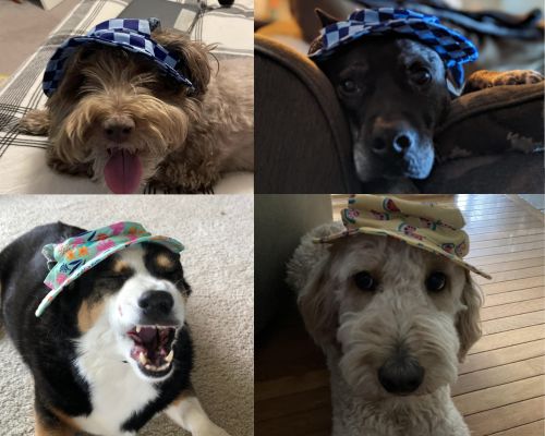 Collage of Aldi Dog Bucket Hats